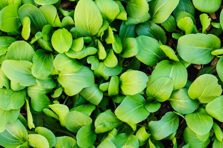 Many chinese cabbage seeding  in the farmの写真素材