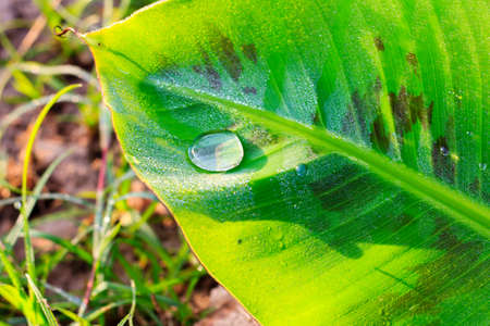 Water drop on a green banana leaf