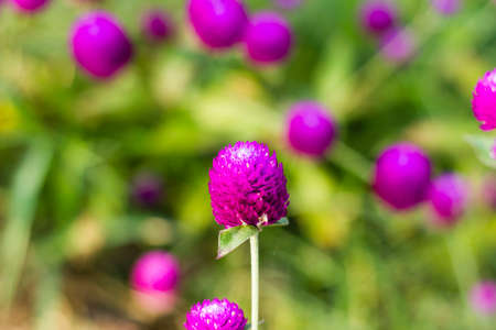 Globe amaranth or Gomphrena globosa flowers in the garden の写真素材