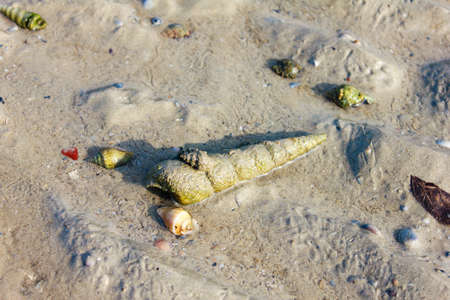 Eroded shells washed up onto the sand mixed with mineral sandsの写真素材