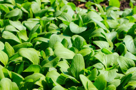 Many chinese cabbage seeding  in the farmの写真素材