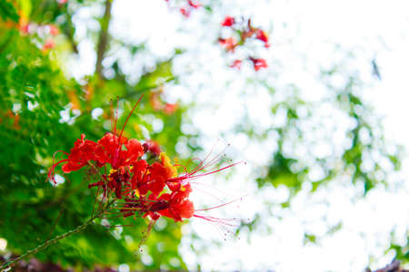 Close up of Peacock flowers on poinciana tree の写真素材