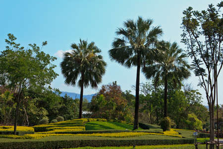 palm tree in garden with blue skyの写真素材