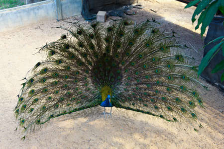 Male peacock with colorful tail の写真素材