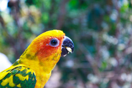 Beautiful colorful parrot, Sun Conure (Aratinga solstitialis) の写真素材