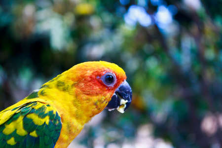 Beautiful colorful parrot, Sun Conure (Aratinga solstitialis) 