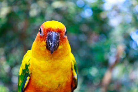 Beautiful colorful parrot, Sun Conure (Aratinga solstitialis) の写真素材