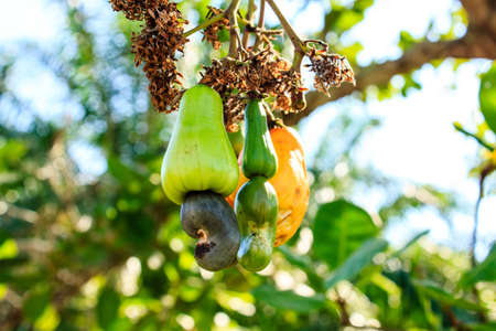Cashew nuts growing on a tree This extraordinary nut grows outside the fruit の写真素材
