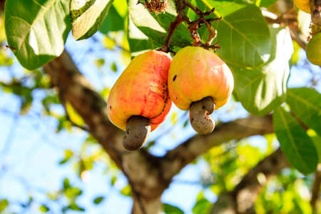 Cashew nuts growing on a tree This extraordinary nut grows outside the fruit の写真素材