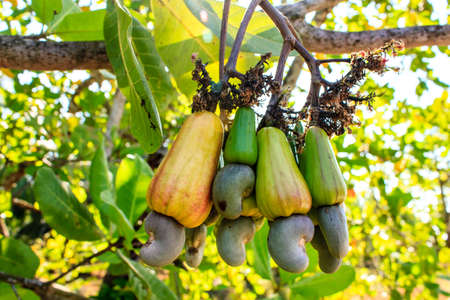 Cashew nuts growing on a tree This extraordinary nut grows outside the fruit の写真素材