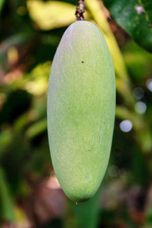Close up of mango on a mango treeの写真素材