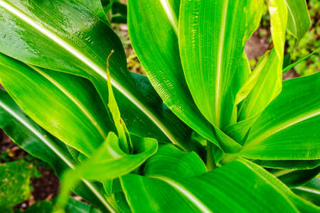 Inflorescence at corn plantation in the natureの写真素材