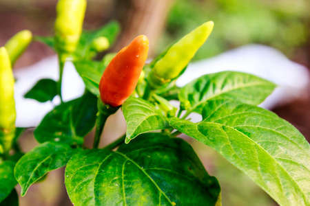 Green and red chili peppers are growing