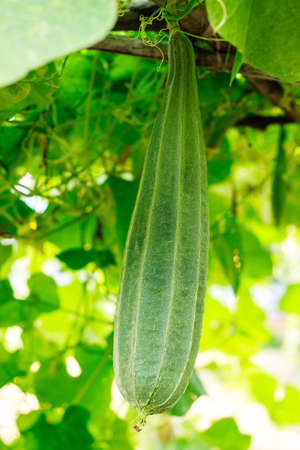 Luffa acutangula (L.) Roxb. in nature gardenの写真素材