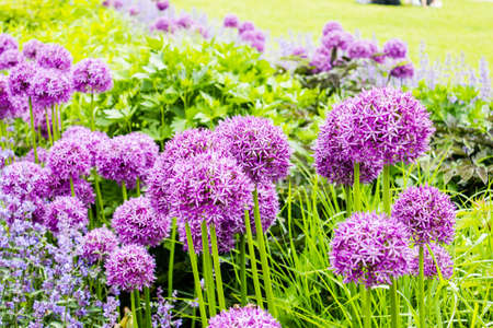 Purple alium onion flower on green background