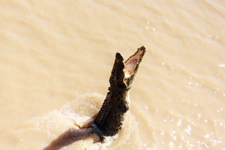 Crocodiles have learnt to jump for meatの写真素材