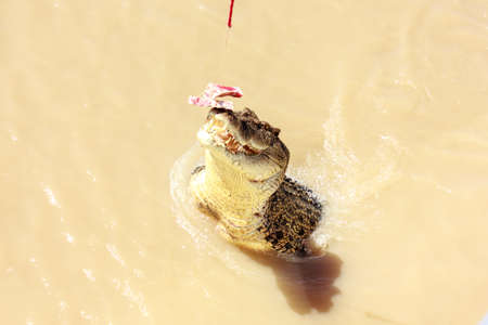 Crocodiles have learnt to jump for meatの写真素材