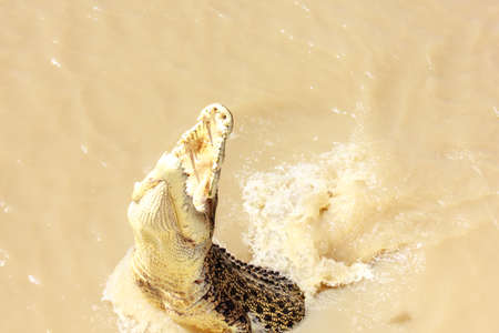 Crocodiles have learnt to jump for meatの写真素材