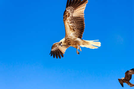 Adult hawk flies on a bright blue sky dayの写真素材