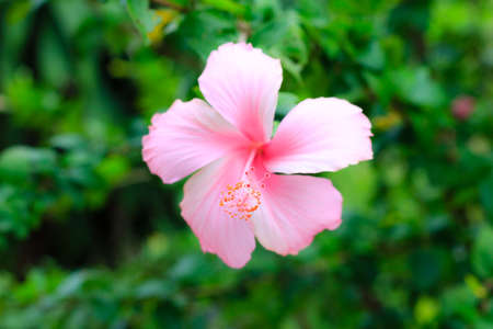 Close up of Vivid pink hibicus is bloomingの写真素材