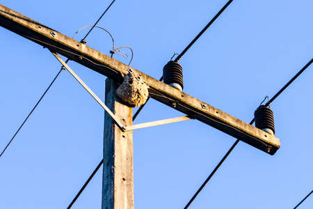 Wasps in the nest on the electrical line