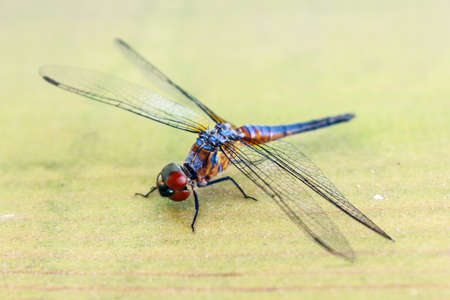 blue dragonfly is staying on the woodの写真素材