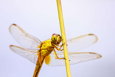 Portrait of dragonfly - Yellow dragonfly in natureの写真素材