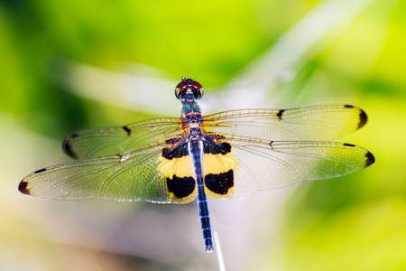 Portrait of dragonfly - Yellow dragonfly in natureの写真素材