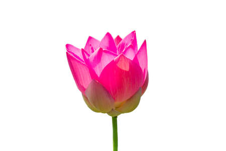 Beautiful lotus(Single lotus flower isolated on white background)の写真素材