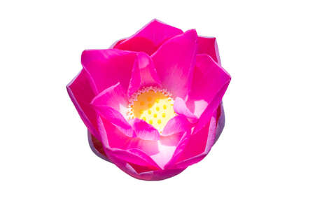 Beautiful lotus(Single lotus flower isolated on white background)の写真素材