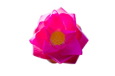Beautiful lotus(Single lotus flower isolated on white background)の写真素材