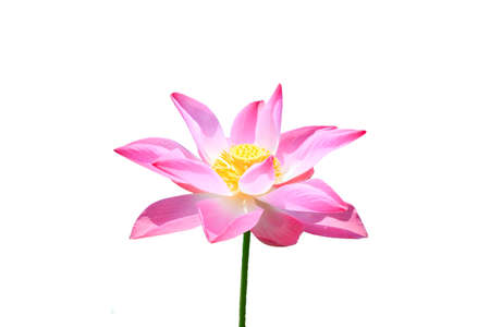 Beautiful lotus(Single lotus flower isolated on white background)の写真素材