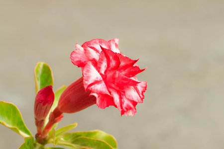 Adenium obesum (Desert Rose; Impala Lily; Mock Azalea)の写真素材