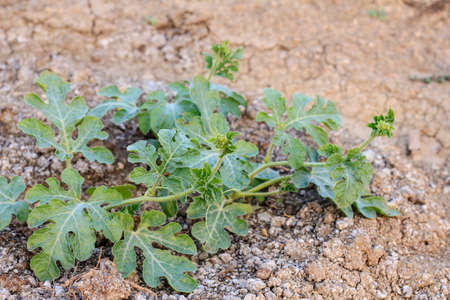 The watermelon plant in a vegetable gardenの写真素材