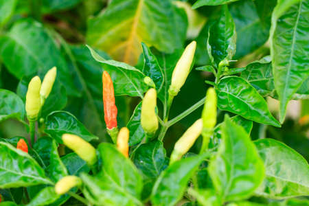 ripe red and green hot chili peppers on a treeの写真素材