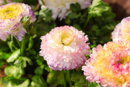 Beautiful pink and white flower in garden
