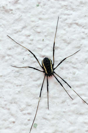 Close up of a big black spider on a white wall