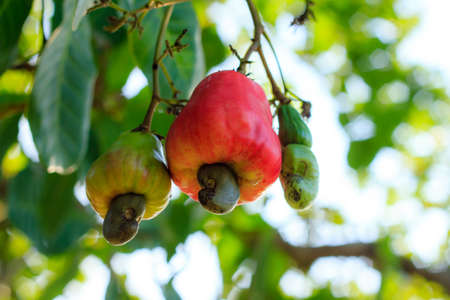 Cashew nuts growing on a tree This extraordinary nut grows outside the fruitの写真素材