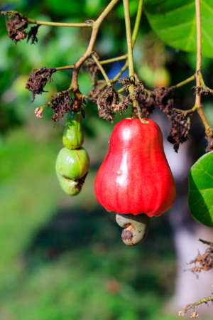 Cashew nuts growing on a tree This extraordinary nut grows outside the fruitの写真素材