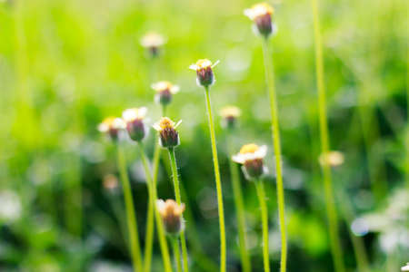 Blooming little white meadow flower (selective focus)の写真素材
