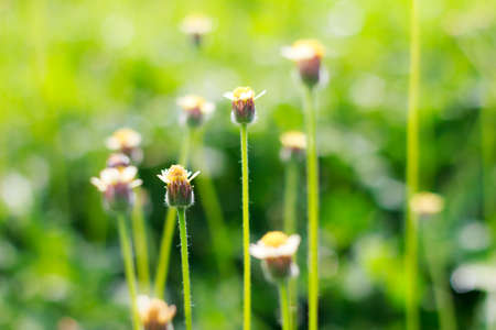 Blooming little white meadow flower (selective focus)の写真素材