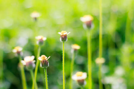 Blooming little white meadow flower (selective focus)の写真素材