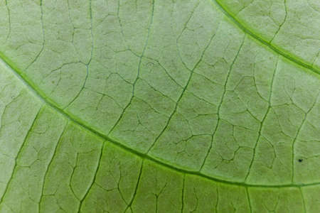 Fresh green leaf texture macro close upの写真素材
