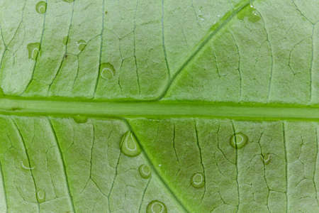 Fresh green leaf texture macro close upの写真素材