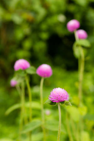 The Purple Globe Amaranth Flower in the gardenの写真素材