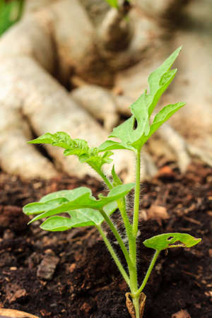 The watermelon plant in a vegetable gardenの写真素材