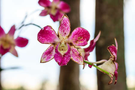 sear purple orchid flowers on bright summer dayの写真素材