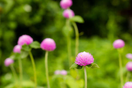 The Purple Globe Amaranth Flower in the gardenの写真素材
