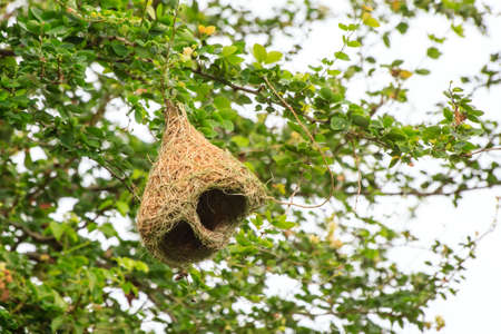 Skylark nests on branches in the forestの写真素材