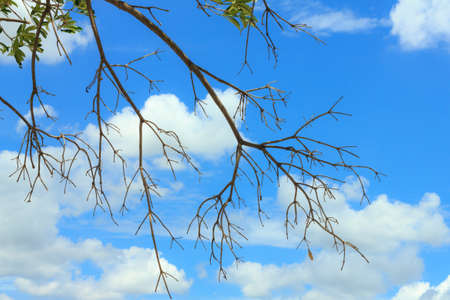 The tree branches against blue sky background.の写真素材